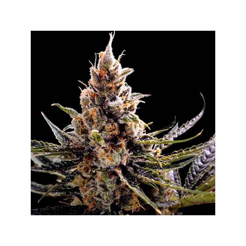 24k Gold Feminizada de DNA Genetics