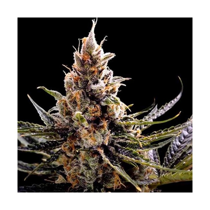 24k Gold Feminizada de DNA Genetics
