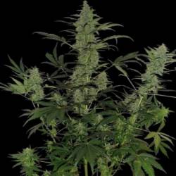 60 Day Lemon Autofloreciente Feminizada de DNA Genetics