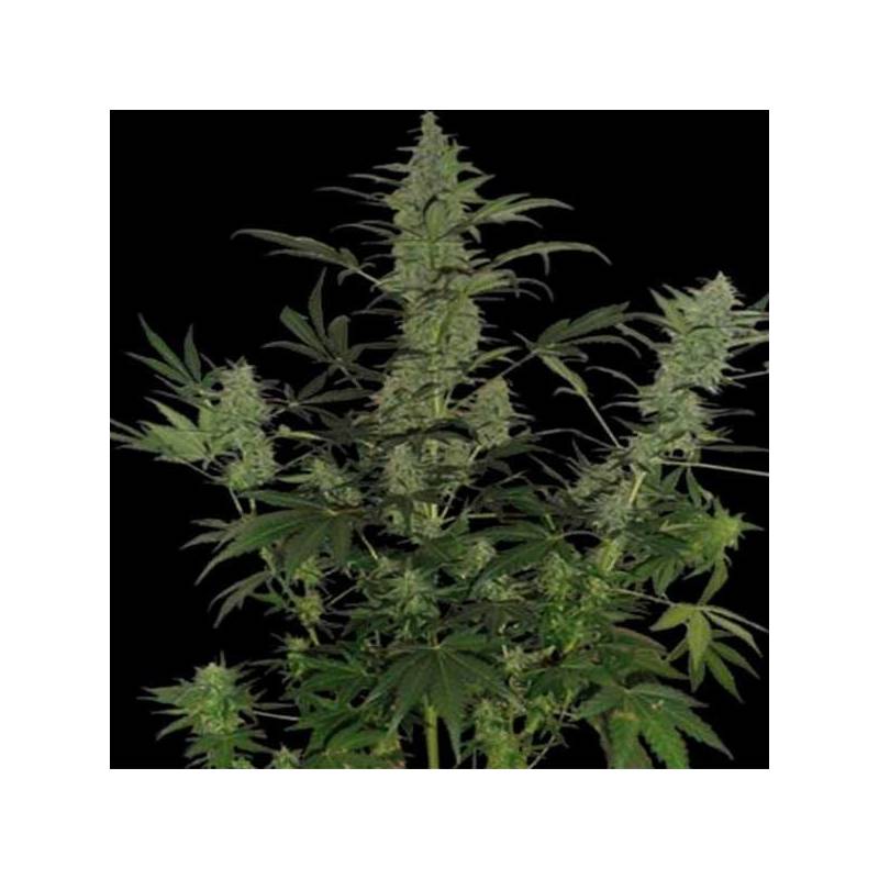 60 Day Lemon Autofloreciente Feminizada de DNA Genetics