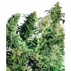 Indoor Mix Feminizada de Sensi Seeds