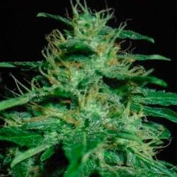 60 Day Wonder Autofloreciente Feminizada de DNA Genetics