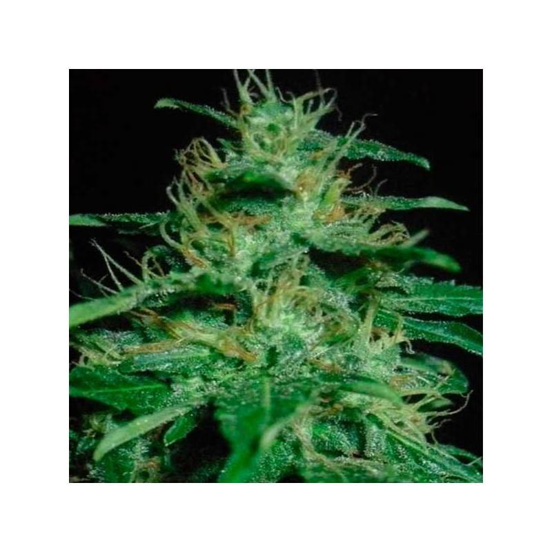 60 Day Wonder Autofloreciente Feminizada de DNA Genetics