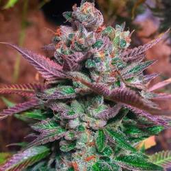 Banana Split Regular de DNA Genetics