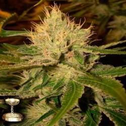 Cannalope Haze Feminizada de DNA Genetics