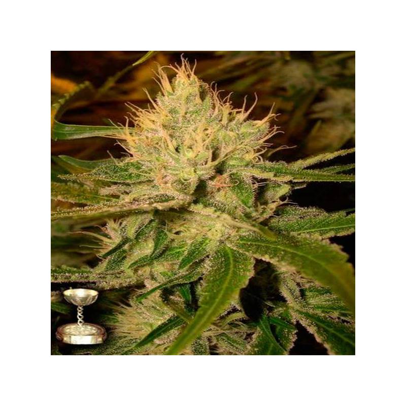 Cannalope Haze Feminizada de DNA Genetics