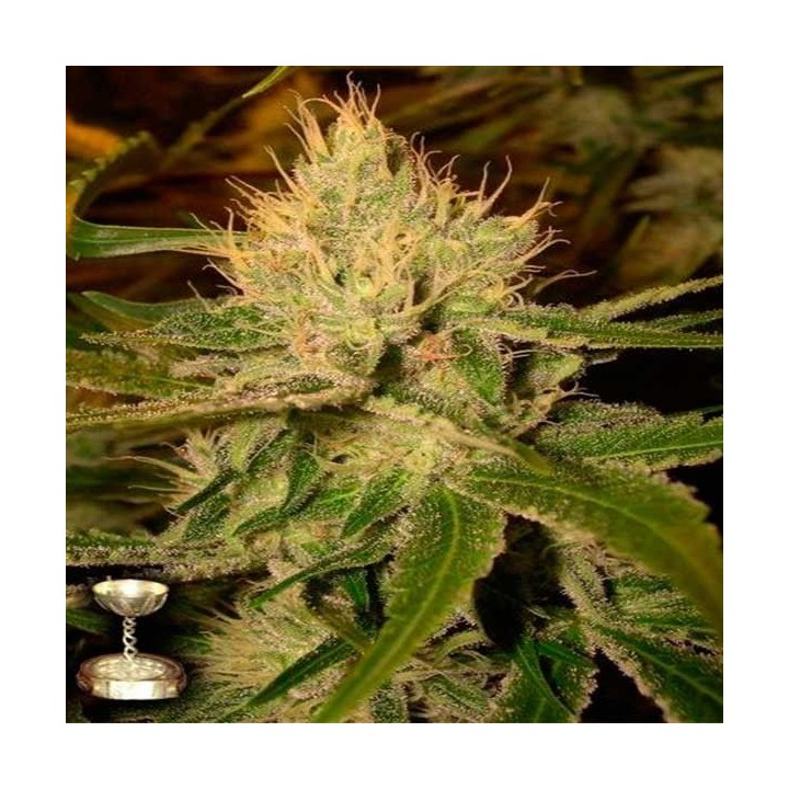 Cannalope Haze Feminizada de DNA Genetics