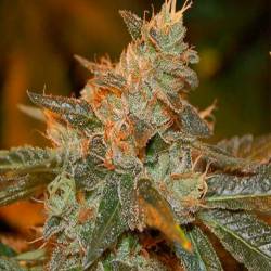 Cataract Kush Feminizada de DNA Genetics