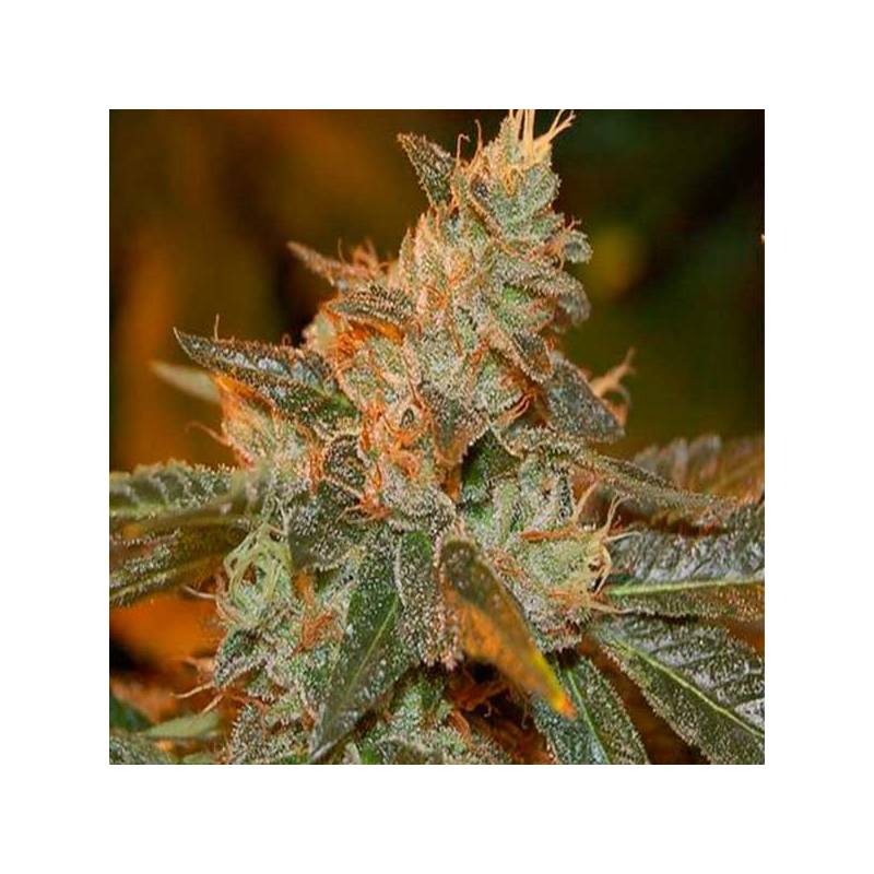 Cataract Kush Feminizada de DNA Genetics