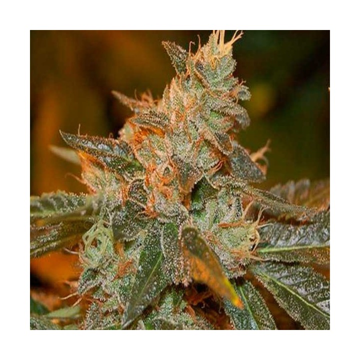 Cataract Kush Feminizada de DNA Genetics