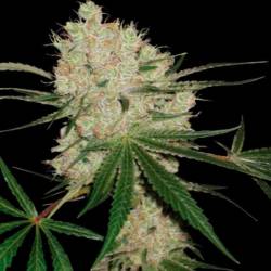 Cannalope Kush Feminizada de DNA Genetics