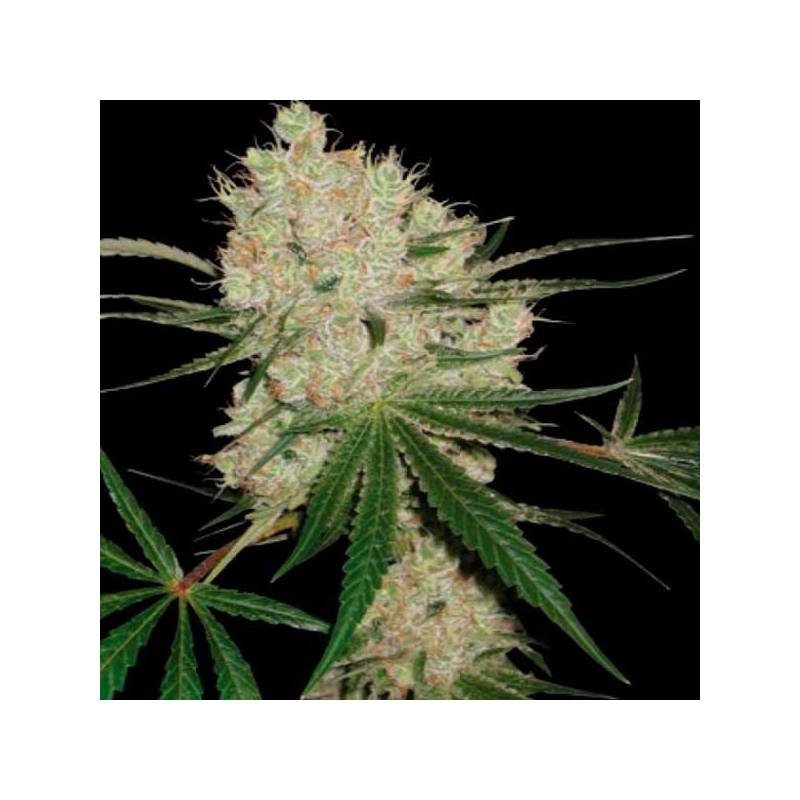 Cannalope Kush Feminizada de DNA Genetics