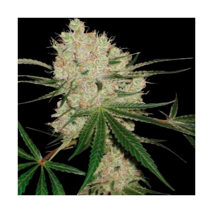 Cannalope Kush Feminizada de DNA Genetics