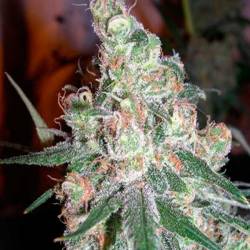 Chocolope Feminizada de DNA Genetics