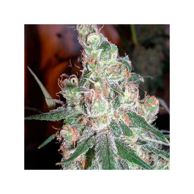 Chocolope Feminizada de DNA Genetics