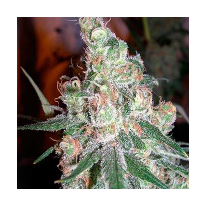 Chocolope Feminizada de DNA Genetics