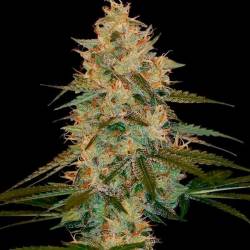 Chocolope Kush Feminizada de DNA Genetics