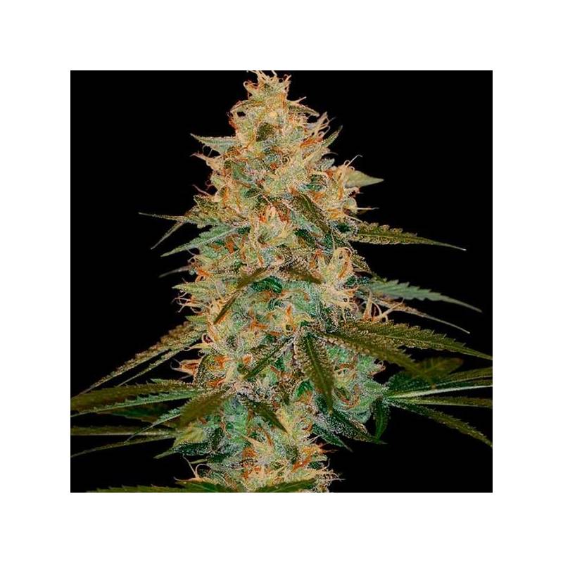 Chocolope Kush Feminizada de DNA Genetics