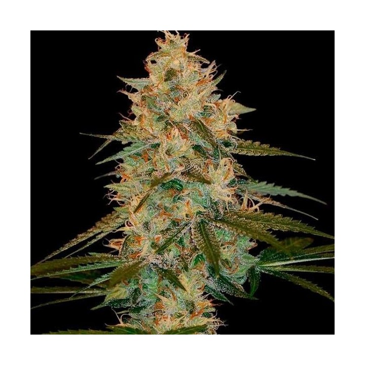 Chocolope Kush Feminizada de DNA Genetics