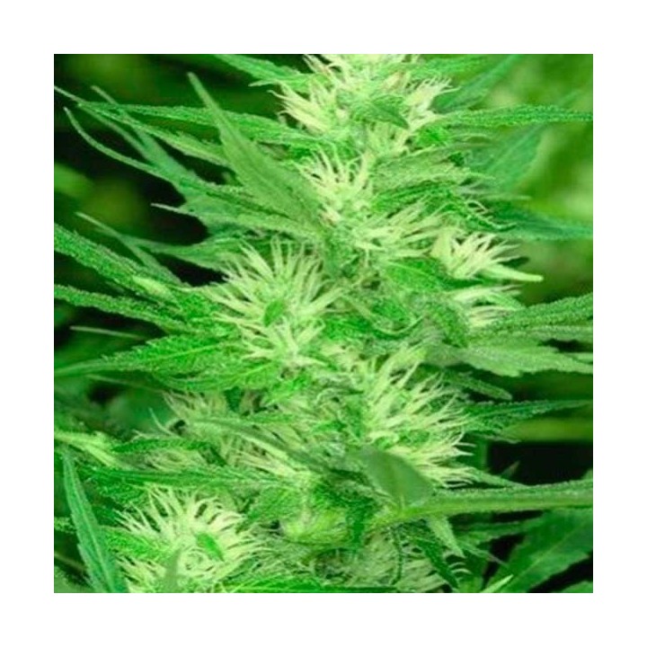 Cole Train Feminizada de DNA Genetics