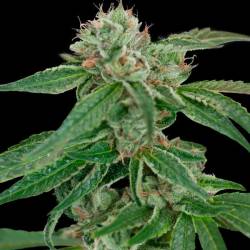 Crocketts Confidential Regular de DNA Genetics