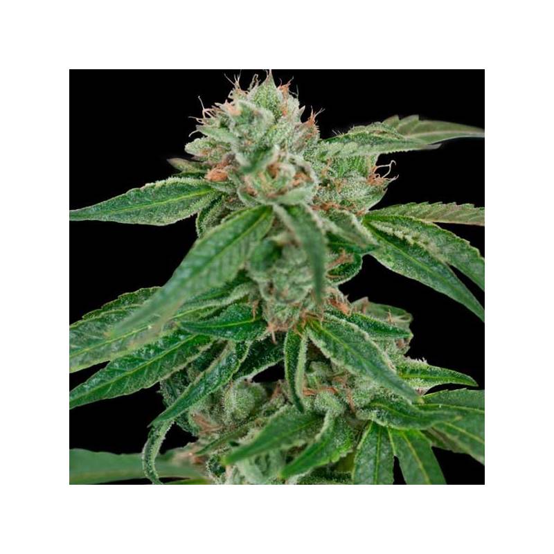 Crocketts Confidential Regular de DNA Genetics