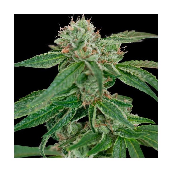 Crocketts Confidential Regular de DNA Genetics