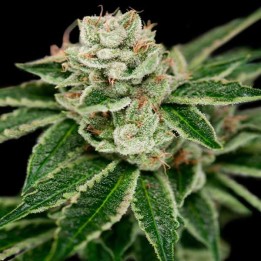 Crocketts Dawg Regular de DNA Genetics