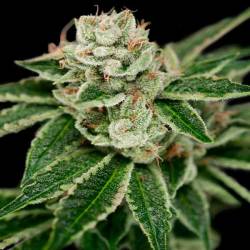 Crocketts Dawg Regular de DNA Genetics