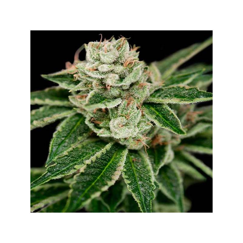 Crocketts Dawg Regular de DNA Genetics