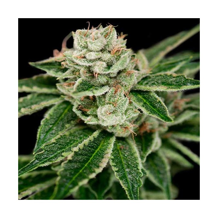 Crocketts Dawg Regular de DNA Genetics