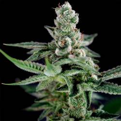 Crocketts Haze Regular de DNA Genetics