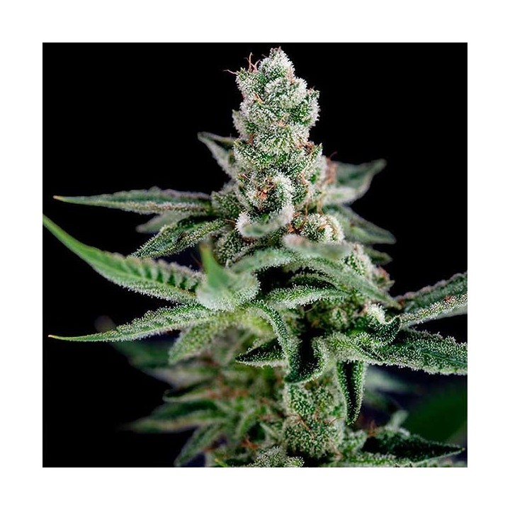 Crocketts Haze Regular de DNA Genetics