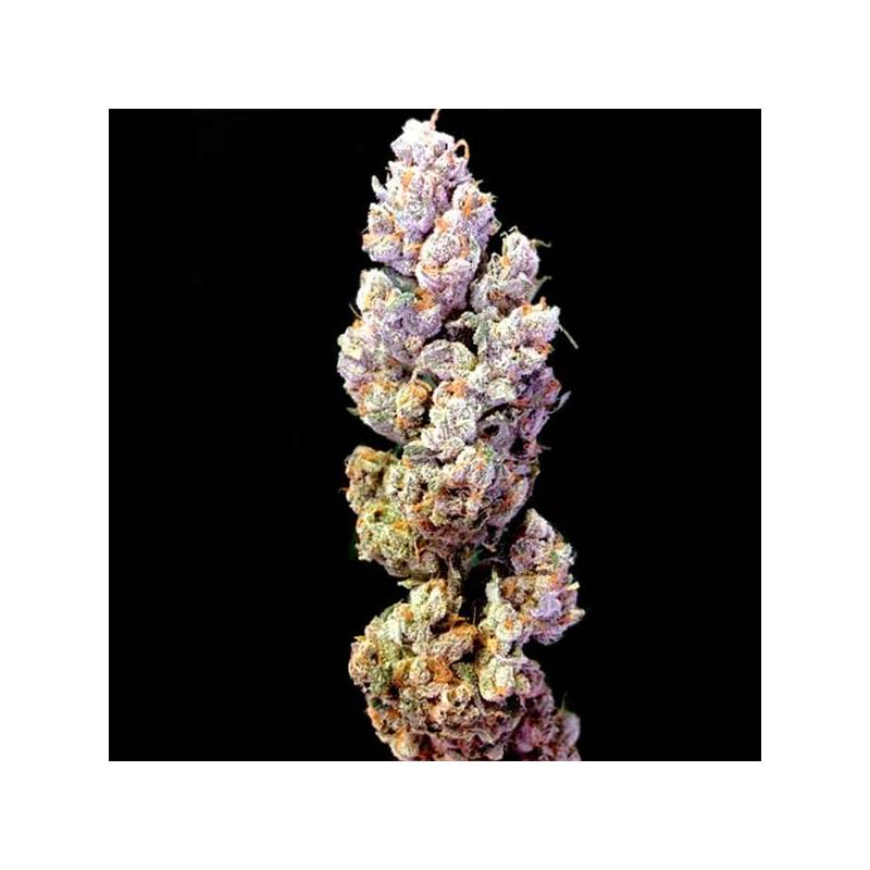 Crocketts Sour Tangie Regular Crocketts Sour Tangie Regular