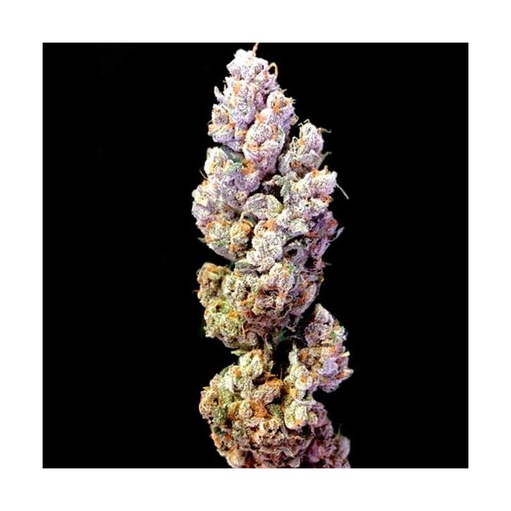 Crocketts Sour Tangie Regular de DNA Genetics