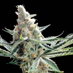 Crocketts Tangie Regular de DNA Genetics