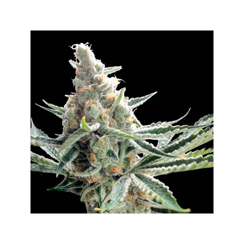 Crocketts Tangie Regular de DNA Genetics