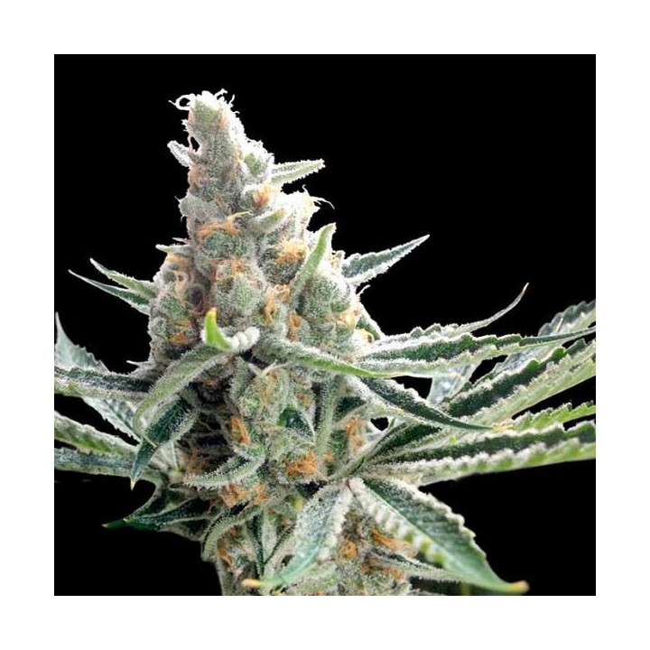 Crocketts Tangie Regular de DNA Genetics