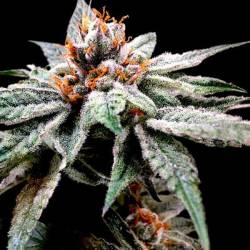 Dj's Gold Feminizada de DNA Genetics