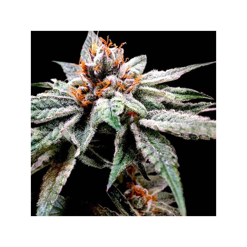 Dj's Gold Feminizada de DNA Genetics