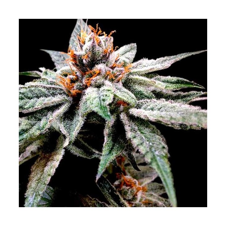 Dj's Gold Feminizada de DNA Genetics