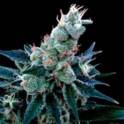 Double Alien 18 Feminizada de DNA Genetics