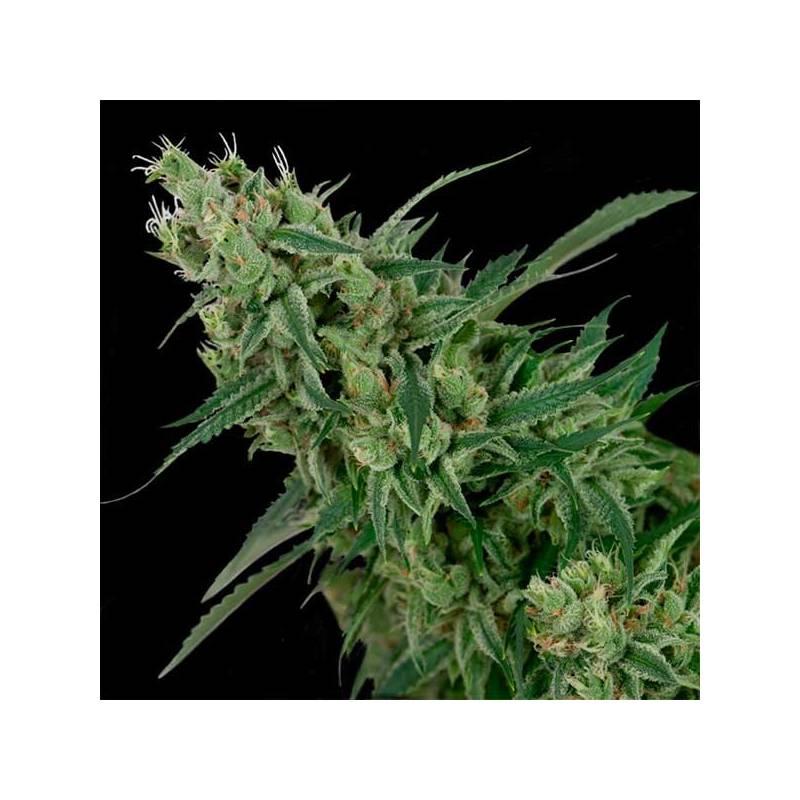 Double Tangie Banana Regular de DNA Genetics Double Tangie Banana Regular de DNA Genetics