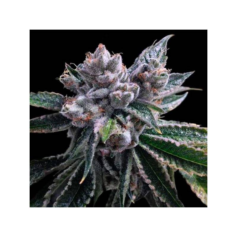 El Fuego Feminizada de DNA Genetics El Fuego Feminizada de DNA Genetics