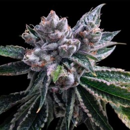 El Fuego Autofloreciente Feminizada de DNA Genetics