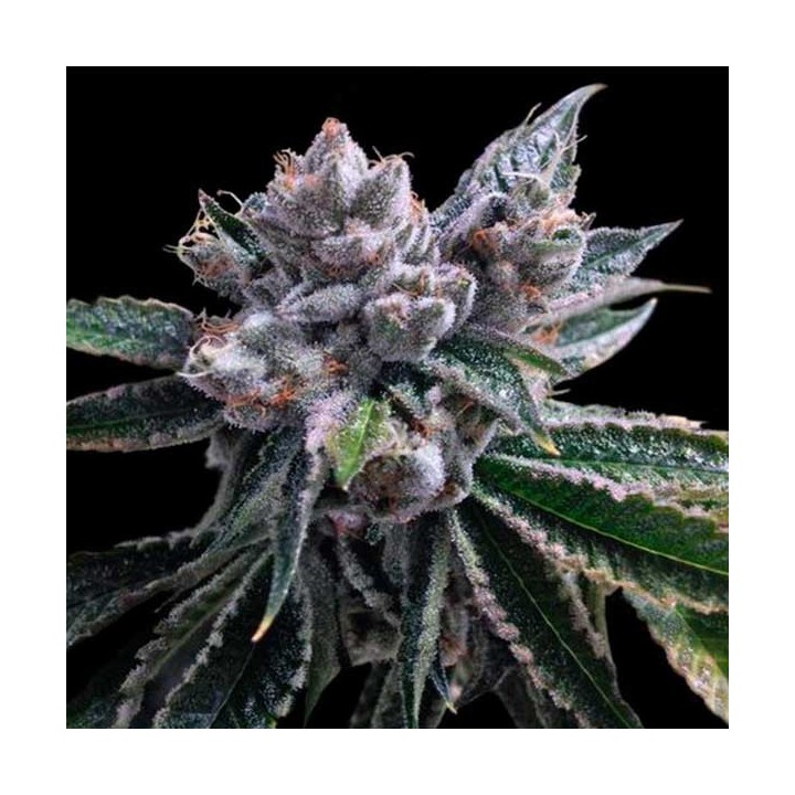 El Fuego Autofloreciente Feminizada de DNA Genetics