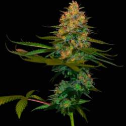 Exodus Kush Feminizada de DNA Genetics