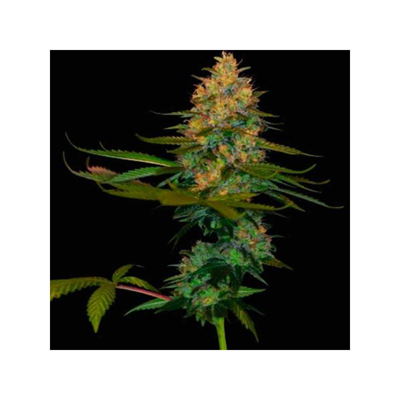 Exodus Kush Feminizada de DNA Genetics