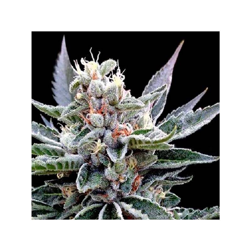 Florida Gold Feminizada de DNA Genetics