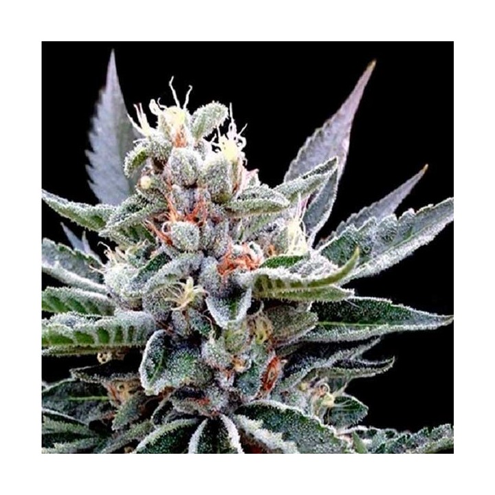 Florida Gold Feminizada de DNA Genetics